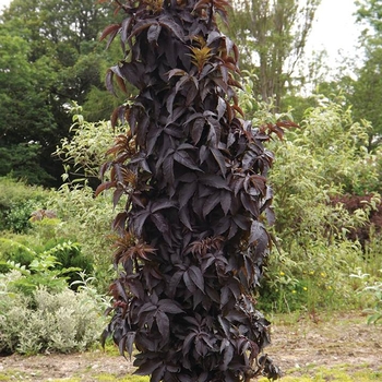 Sambucus nigra 'Black Tower' (123790)