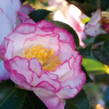 Camellia sasanqua October Magic® 'Inspiration' (124689)