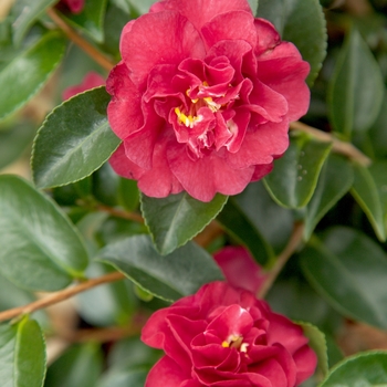 Camellia sasanqua October Magic® '' (124698)