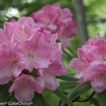 Rhododendron Dandy Man® 'Pink' (127398)