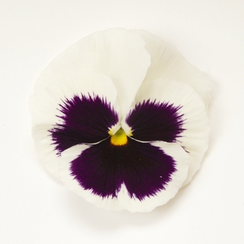 Viola x wittrockiana Matrix® 'White Blotch' (130293)