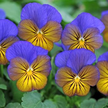 Viola cornuta Sorbet® XP 'Morpho' (130335)