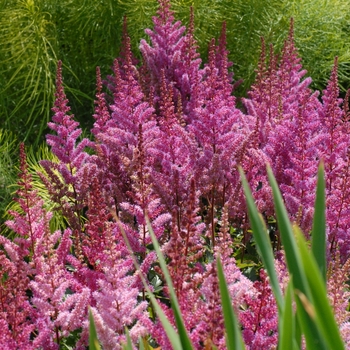 Astilbe chinensis 'Maggie Daley' (130559)
