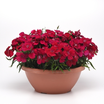 Dianthus chinensis Coronet™ 'Cherry Red' (132169)
