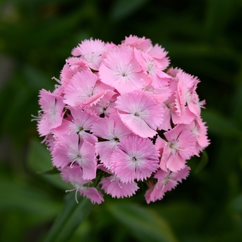 Dianthus barbatus Sweet™ 'Pink' (132290)
