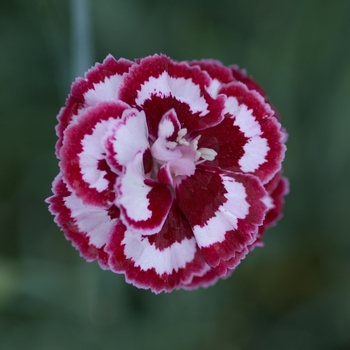 Dianthus Scent from Heaven™ 'Angel of Forgiveness' (132316)