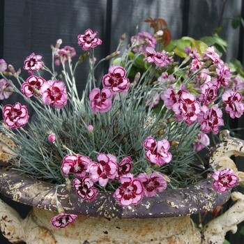 Dianthus Scent from Heaven™ 'Angel of Forgiveness' (132317)