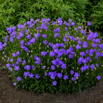 Campanula carpatica 'Violet Teacups' (132593)