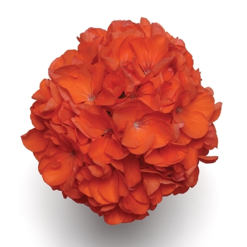 Pelargonium x hortorum Allure™ 'Tangerine' (133063)
