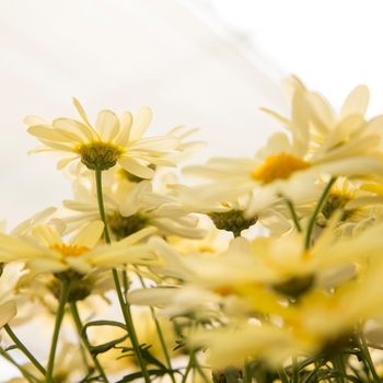 Argyranthemum frutescens Go Daisy 'Simply Yellow' (133403)