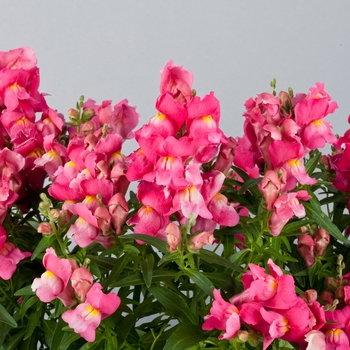 Antirrhinum majus Floral Showers 'Rose' (133603)