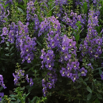 Angelonia angustifolia Archangel™ 'Purple' (133660)