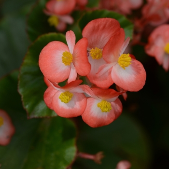 Begonia BabyWing® 'Bicolor' (134133)