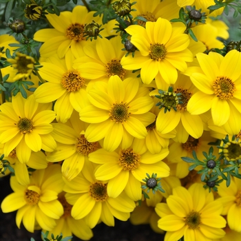 Bidens 'Bee Yellow Crown' (134466)