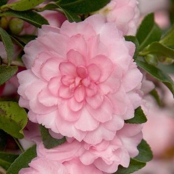 Camellia sasanqua October Magic® 'Pink Perplexion' (143242)