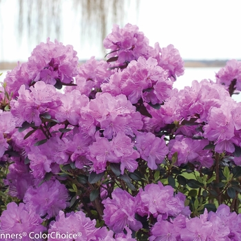 Rhododendron 'Amy Cotta' (144676)