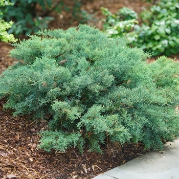 Juniperus chinensis 'Montana Moss®' (145285)