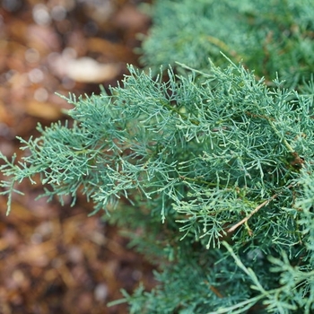 Juniperus chinensis 'Montana Moss®' (145286)