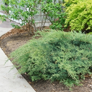 Juniperus chinensis 'Montana Moss®' (145287)