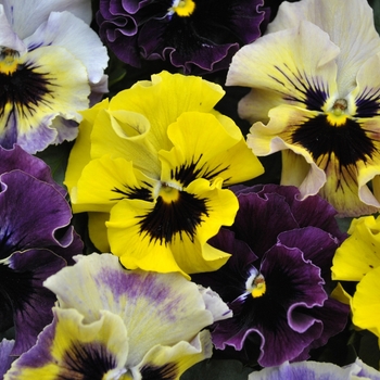Viola cornuta Frizzle Sizzle 'Mini Mix' (146384)