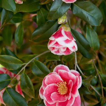 Camellia x vernalis 'Christmas Carol™' (157799)
