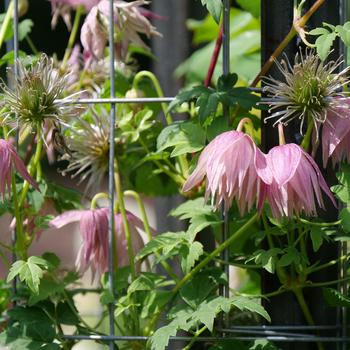 Clematis Sparky® 'Pink' (158579)
