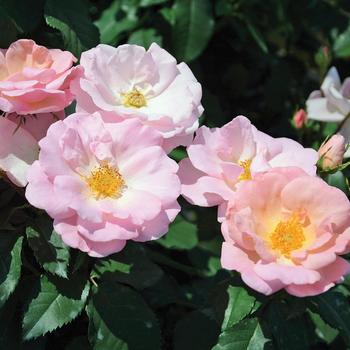 Rosa Knock Out® 'Peachy' (158706)