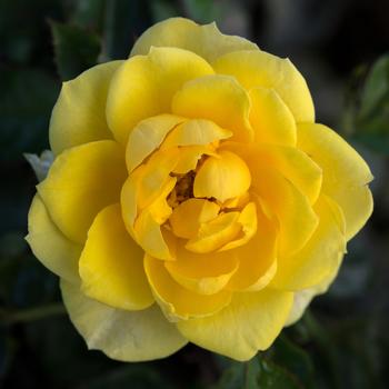 Rosa Sunblaze® '' (159094)