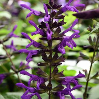 Salvia guaranitica 'Purple & Bloom' (161170)