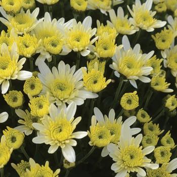 Chrysanthemum x morifolium 'Avalon Créme White' (163038)