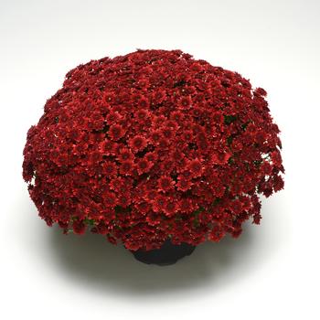 Chrysanthemum x morifolium 'Majesty Red' (163082)