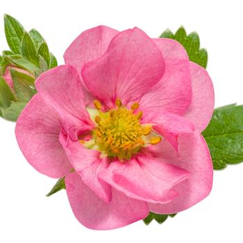 Fragaria x ananassa Berried Treasure® 'Pink' (164380)