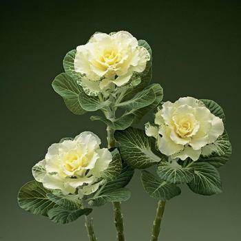 Brassica oleracea 'Flare White' (166017)