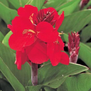 Canna x generalis 'Tropical Red' (166300)