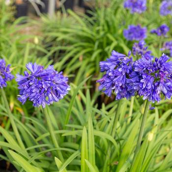Agapanthus 'Ever Midnight™' (166824)