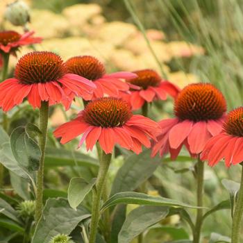 Echinacea Color Coded® 'Frankly Scarlet' (167709)