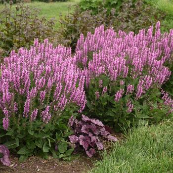 Salvia Color Spires® 'Back to the Fuchsia' (168485)