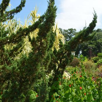 Juniperus chinensis 'Torulosa™' (169808)
