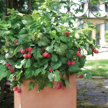 Rubus Bushel and Berry® 'Raspberry Shortcake®' (170771)
