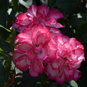 Rosa 'Tabris' (171278)