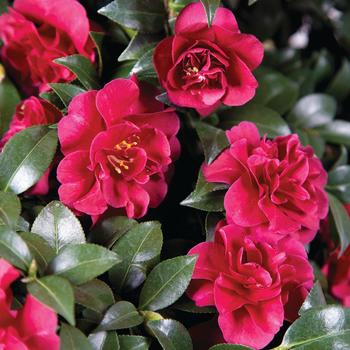 Camellia sasanqua October Magic® '' (183445)