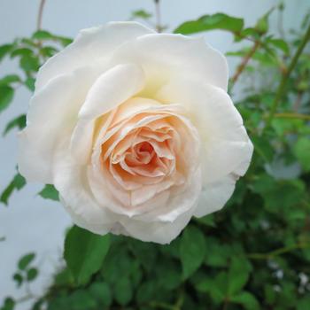 Rosa Brindabella Roses™ 'Touch of Pink' (186096)