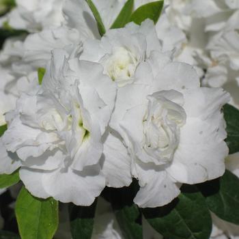 Rhododendron Walberton's® 'Snowy Ruffles' (187329)
