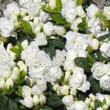 Rhododendron Walberton's® 'Snowy Ruffles' (187330)