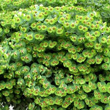 Euphorbia x martinii Sahara™ 'Tiny Tim' (188555)