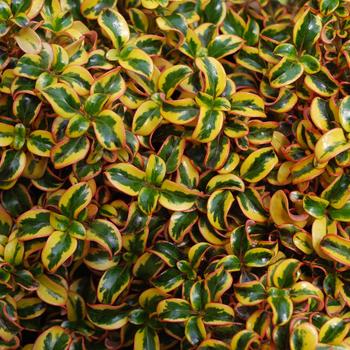 Coprosma repens Waxwing™ 'Gold' (191923)