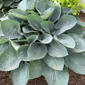 Hosta Shadowland® 'Above the Clouds' (193727)