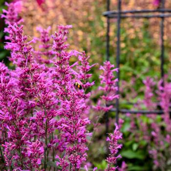 Agastache Meant to Bee™ 'Royal Raspberry' (195594)