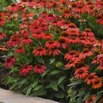 Echinacea Artisan™ 'Ombre Red' (206001)