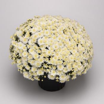 Chrysanthemum x morifolium 'Tribeca White' (211889)
